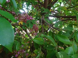 Averrhoa_carambola_1