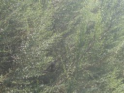 hava &raquo; Baccharis