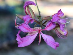 hava &raquo; Bauhinia