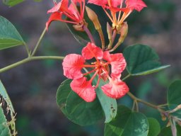 Bauhinia_Galpini