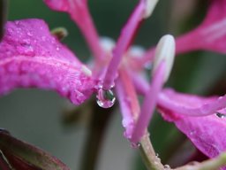 Bauhinia_purpurea