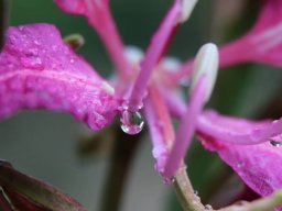 Bauhinia_purpurea_1120