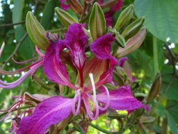 Bauhinia_purpurea__