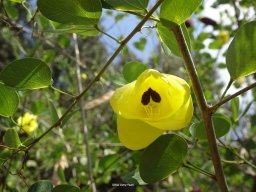 Bauhinia_tomentosa_09_09_19