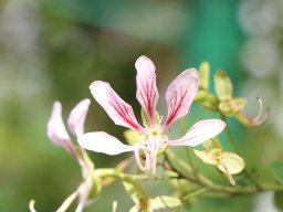Bauhinia_yunnanensis
