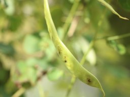 Bauhinia_yunnanensis1