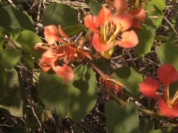 bauhinia-galpini--