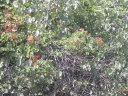 bauhinia-galpini--1