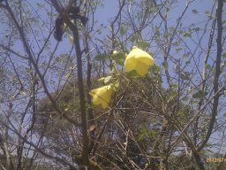 bauhinia-tomentosa--1