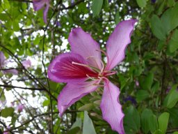 bauhinia-variegata20160326