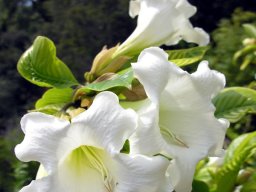 hava &raquo; Beaumontia