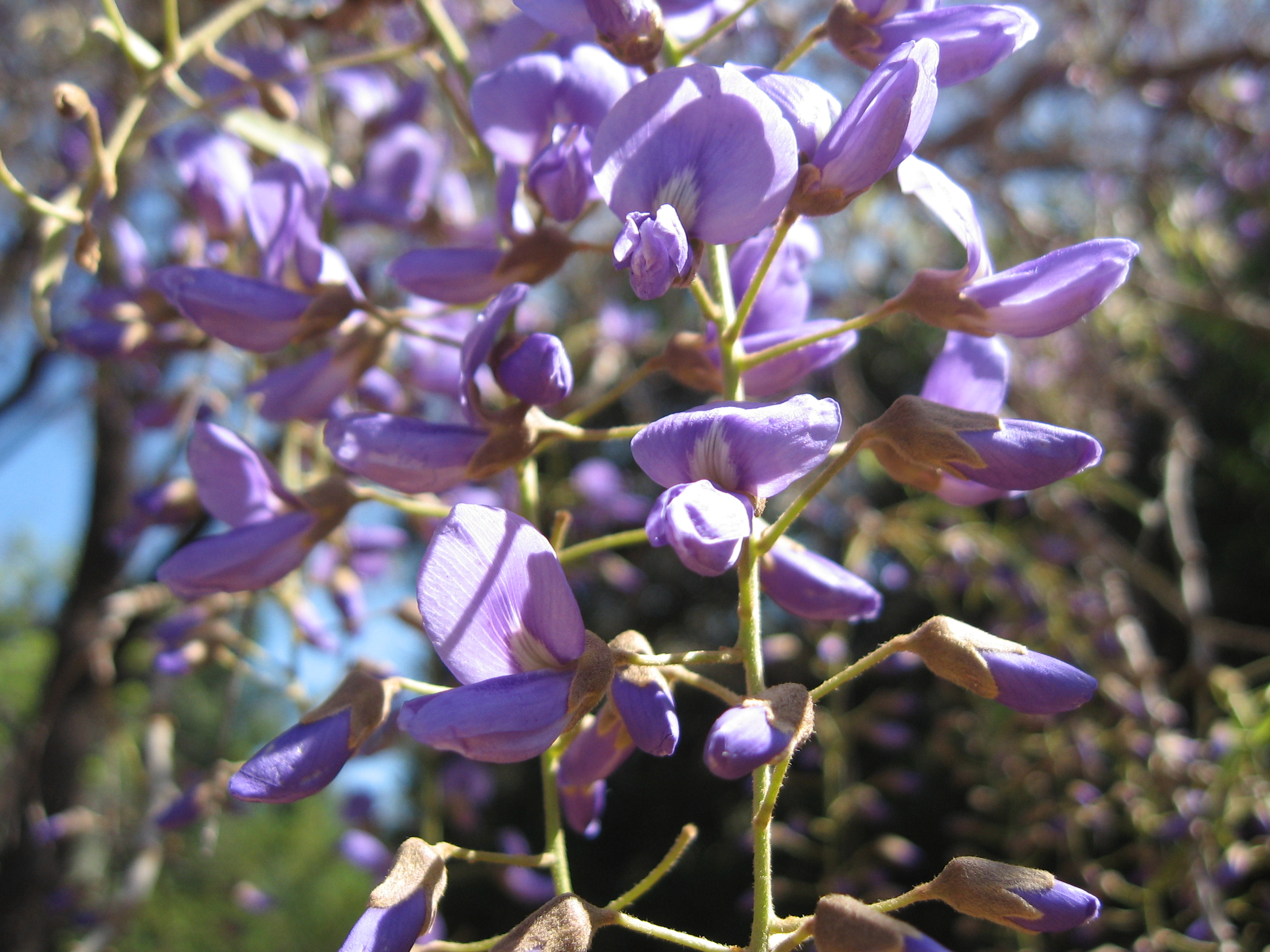 Bolusanthus