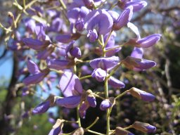 hava &raquo; Bolusanthus