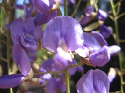 bolusanthus-speciosus-10-05-2014a
