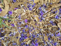 bolusanthus_B