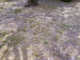 bolusanthus_C