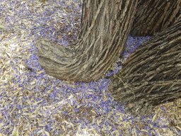bolusanthus_a