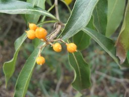 bontia-daphnoides-26-04-2014
