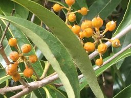 bontia_daphnoides