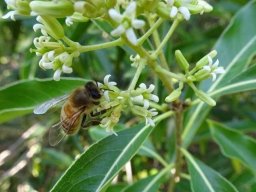 bontia_daphnoides_2020