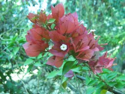 hava &raquo; Bougainvillea