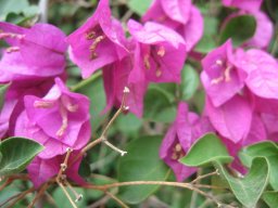 bougainvillea-nov-2013-a