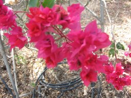 bougainvillea-nov-2013