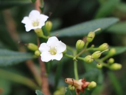 Bourreria_ovata_F