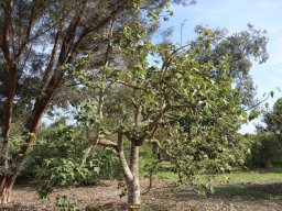 Brachychiton-discolor-12-2017
