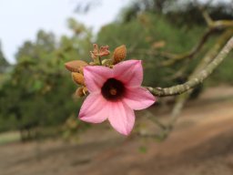 Brachychiton_discolor