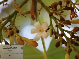 Brachychton-australis-2017