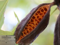 Brachychton-australis-s-2017