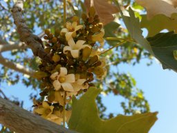 brachychiton--australis