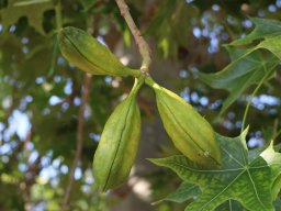 brachychiton-australis-2018-06-23