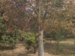 brachychiton-discolor----