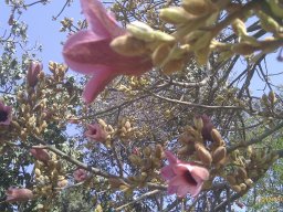 brachychiton-discolor----3