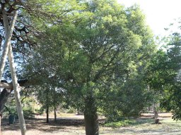 brachychiton-rupestris-11-2017