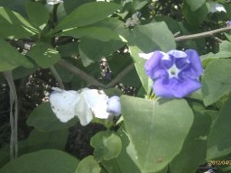 hava &raquo; Brunfelsia