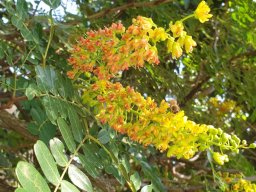 hava &raquo; Caesalpinia