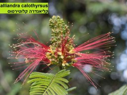 hava &raquo; Calliandra