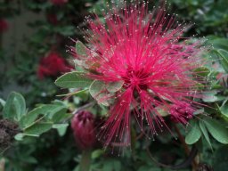 Calliandra-surinamensis-09082014