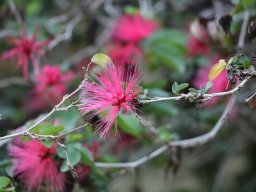 Calliandra-surinamensis-11-2017
