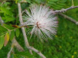 Calliandra_haematocephala_059