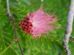 Calliandra_haematocephala_114