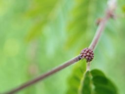 Calliandra_haematocephala_9093