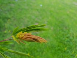 Calliandra_haematocephala_939