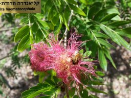 calliandra-haematocephala-052016