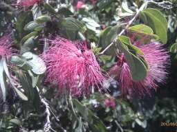 calliandra-surinamensis---1