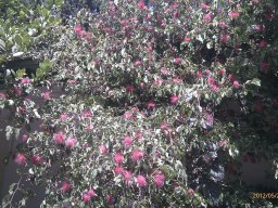 calliandra-surinamensis--