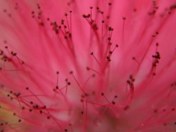 calliandra_haematocephala_A